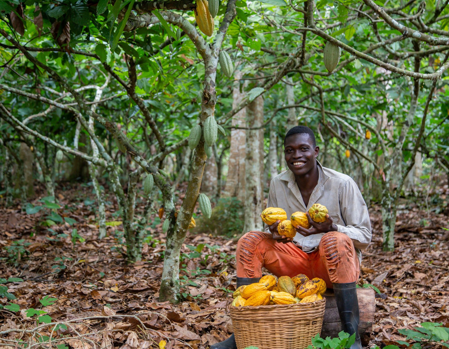 Cocoa crop