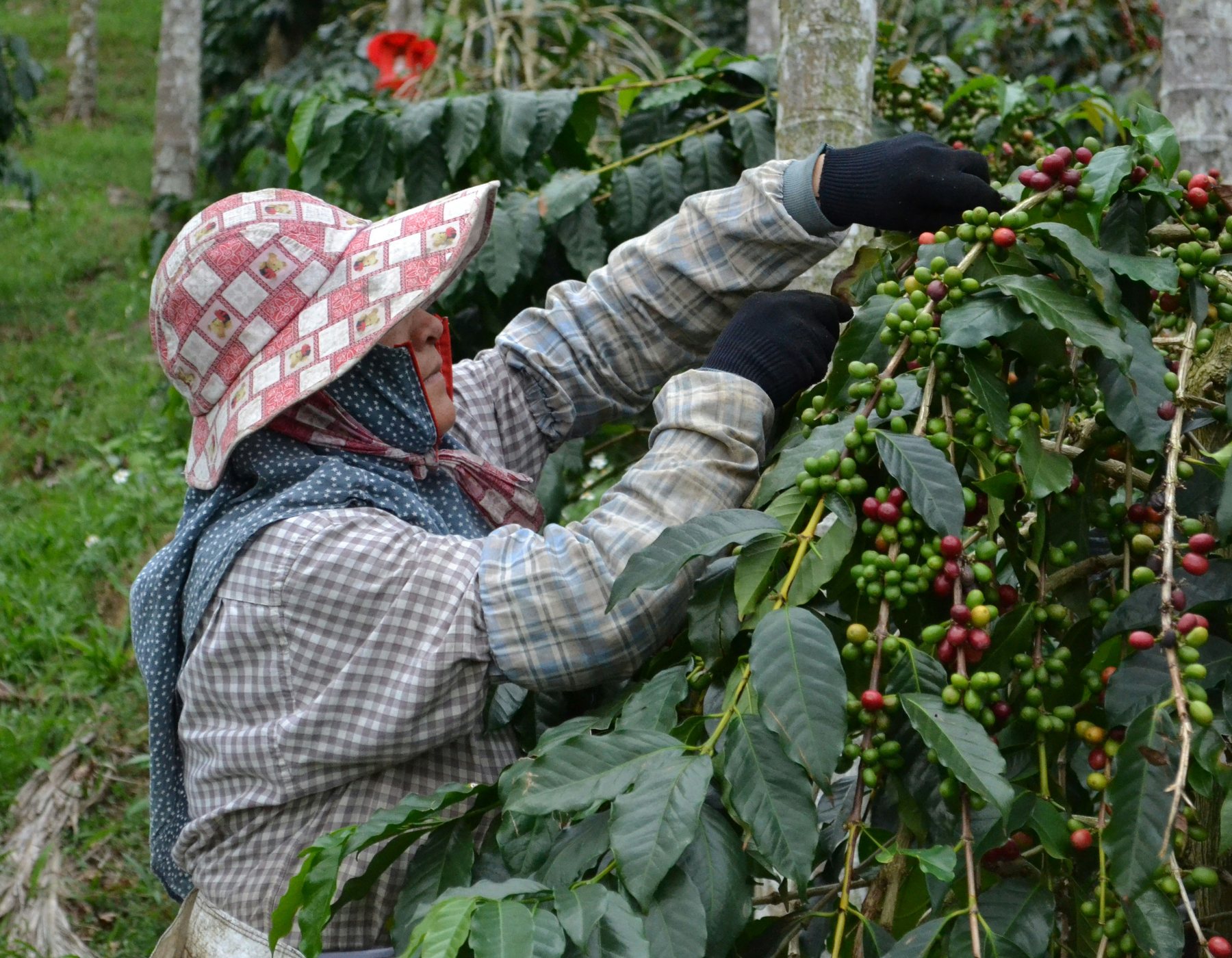 Coffee crop