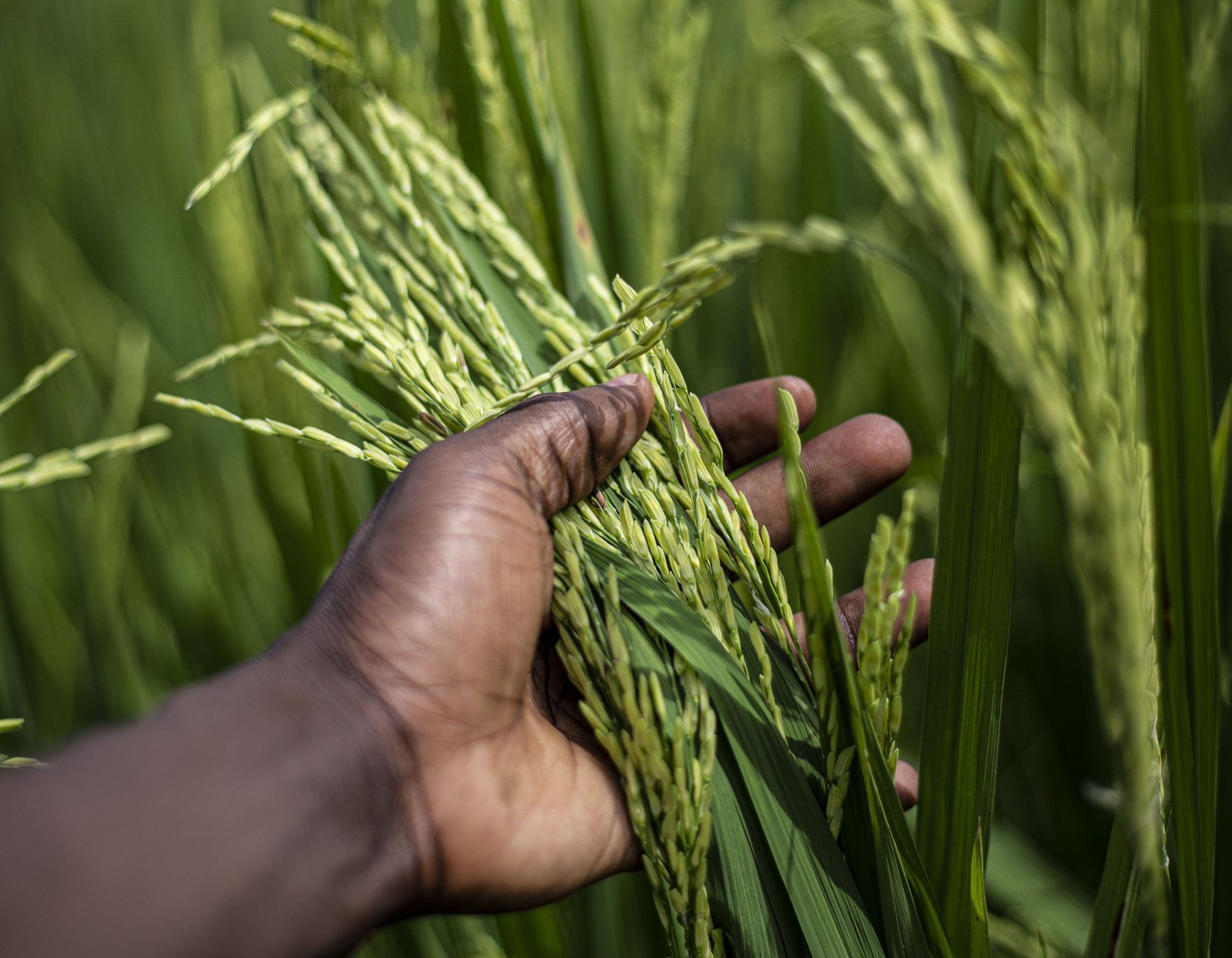 Rice crop