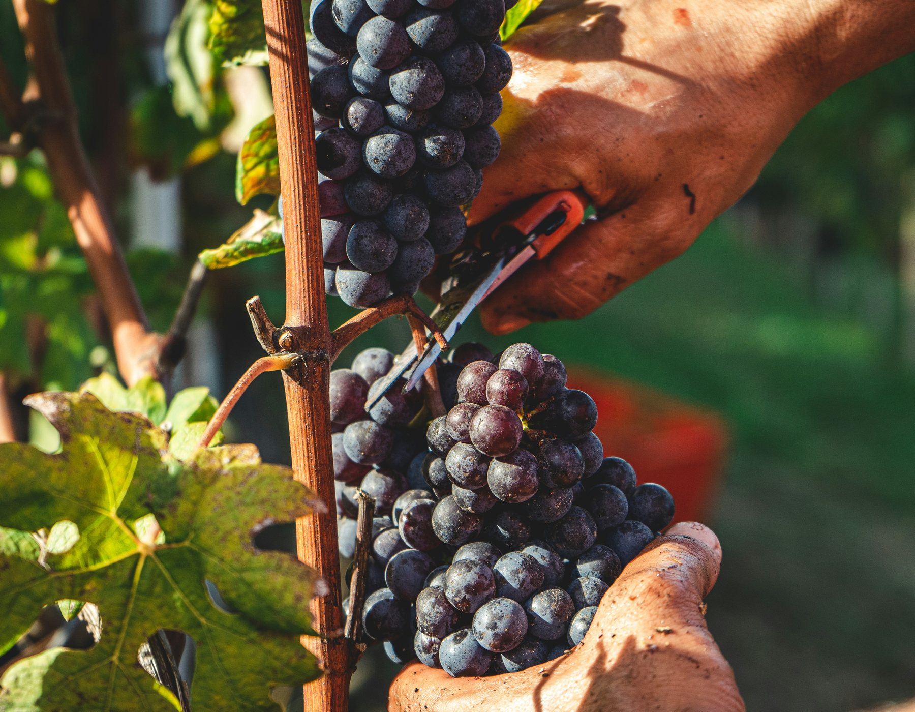 Grape crop