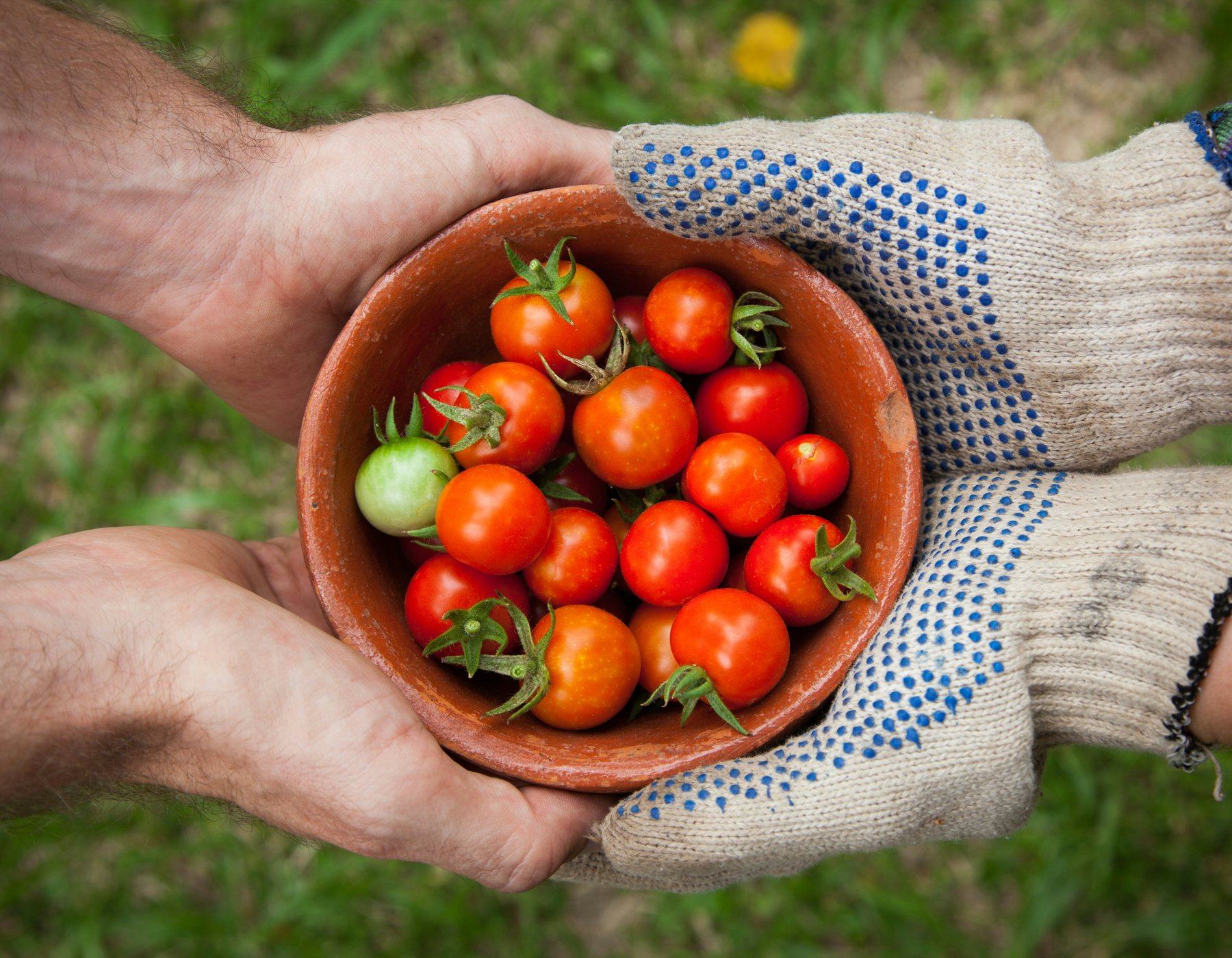 Tomato crop