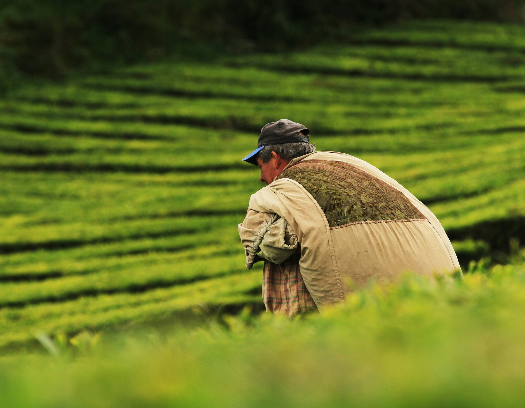 Tea field